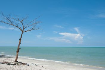 Tree on beach - Free image #275093